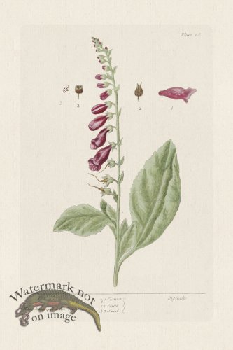 (image for) BEE 016 Fox Gloves