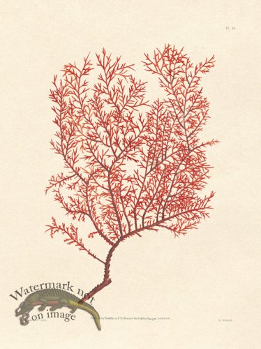 (image for) Shaw Nodder SL 30