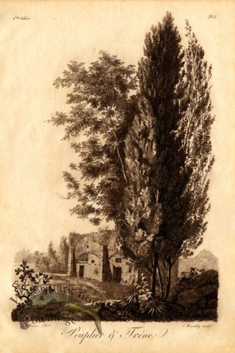 (image for) Defiennes Trees 20 S