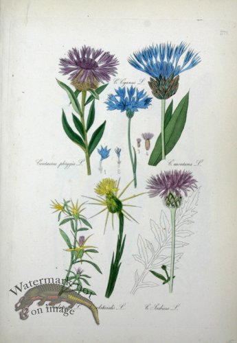 (image for) Deutschlands Flora 07