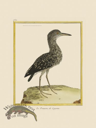 (image for) Martinet Bird 939