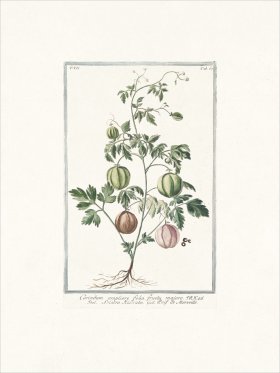 Bonelli 667 Corindum