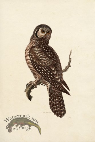 (image for) KO 17 Little Hawk Owl