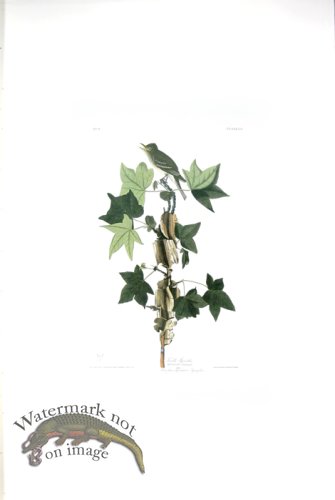 (image for) Traills Flycatcher