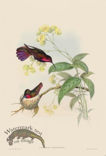 (image for) Gould Hummingbird 081