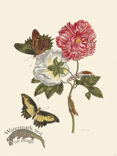 (image for) Merian Metamorphosis 31