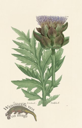 (image for) Weinmann PL 388