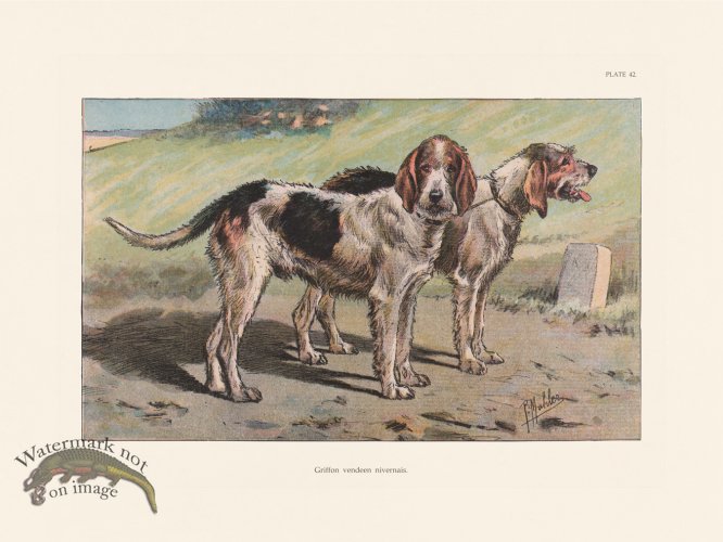 (image for) Les Chiens 042