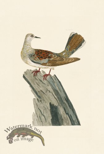 (image for) Pennant Zoology 102