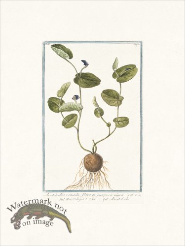 (image for) Bonelli 180 snakeroot