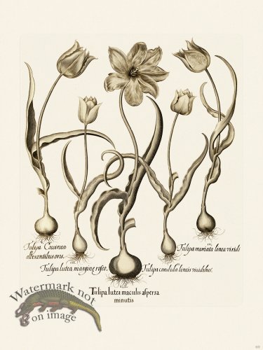 (image for) Besler 069 B1