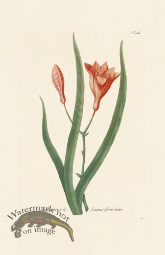 (image for) Weinmann PL 186