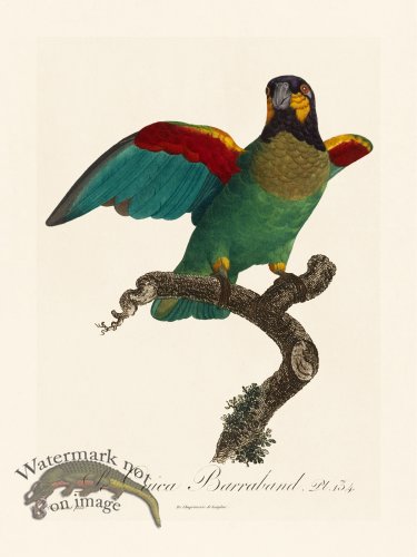 (image for) Barraband Parrot 134