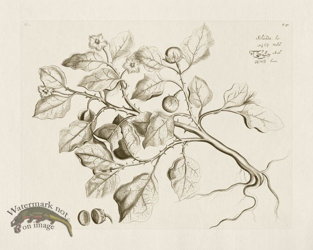 (image for) HORTUS VOL 02 37