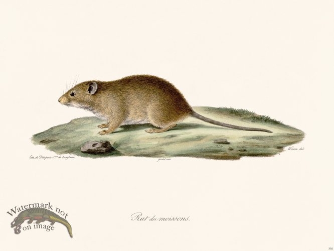 (image for) Cuvier 302 Rat Of Maoissons