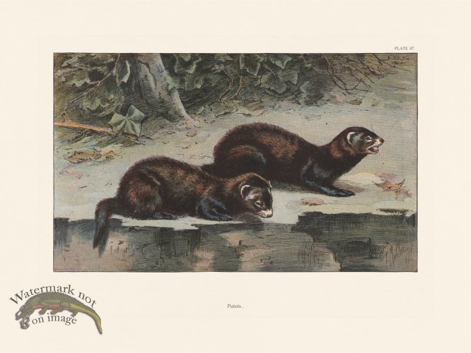 (image for) Les Chiens 087