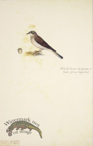 (image for) 61 Swedish Birds . Motacilla Curruca, Lesser Whitethroat