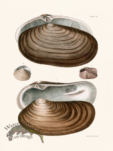 (image for) Cpt Brown Shell 07