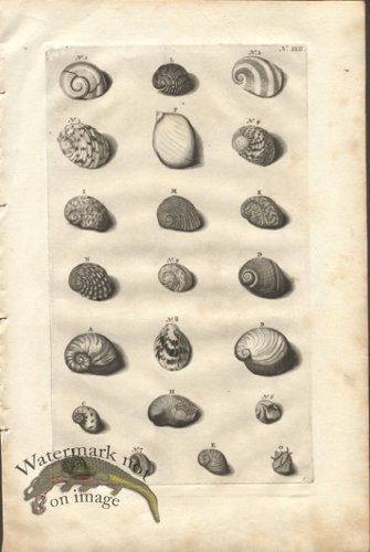 (image for) Rumphius 22