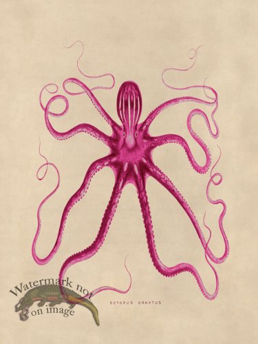 (image for) Octopus Pink 18