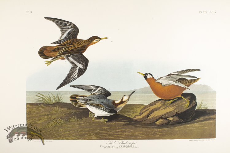 (image for) Red Phalarope