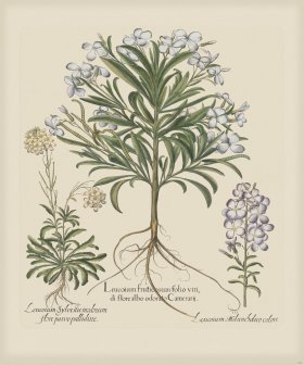 Besler 180 Colored B2