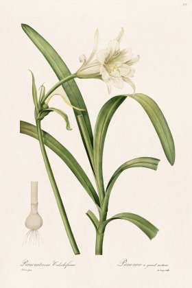 Les Liliacees Redoute 353