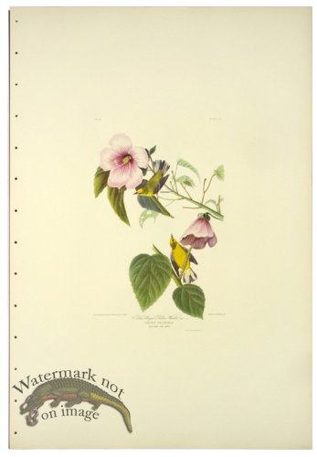 (image for) Blue Winged Yellow Warbler L.E.