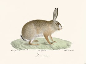 Cuvier 261 Hare