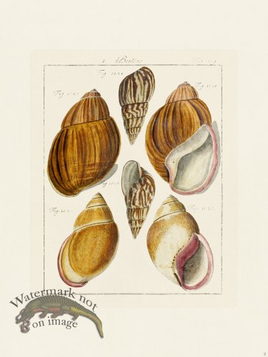 (image for) Martini Shells 002