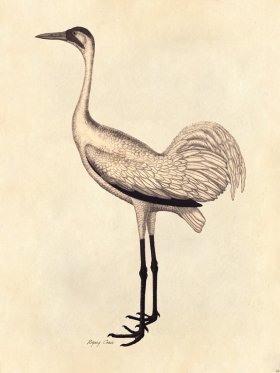 Crane - Tribute Bd 04