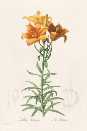 Les Liliacees Redoute 210