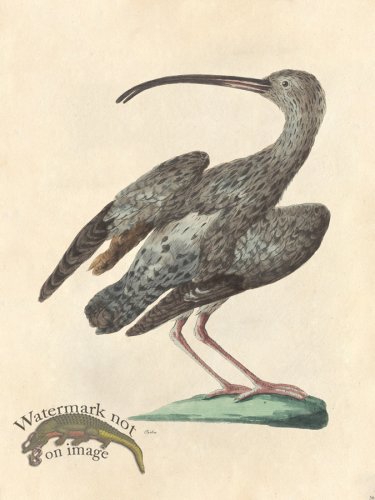 (image for) Tribute Bd 56