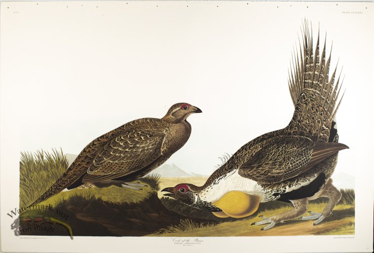 (image for) Cock of the Plains