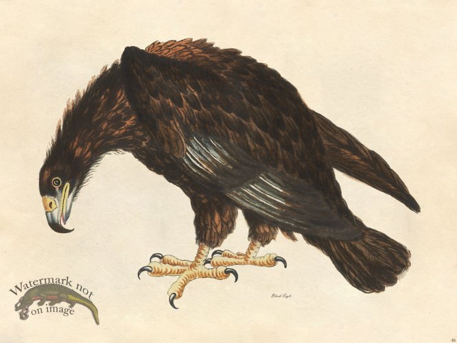 Black Eagle - Tribute Bd 46