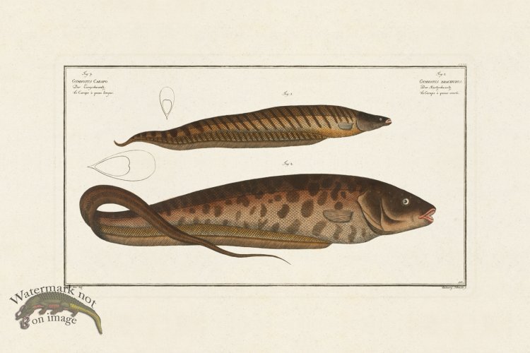 (image for) BLOCH FISH 157