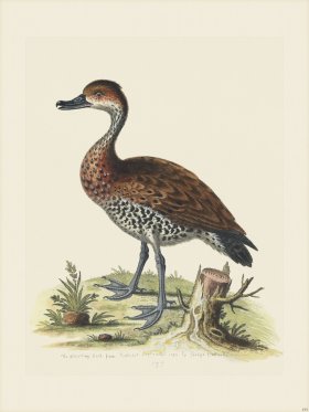 Edwards 193 Black-bill'd Whistling Duck