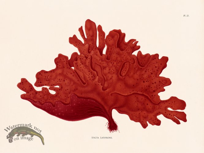 (image for) Oceanie 31