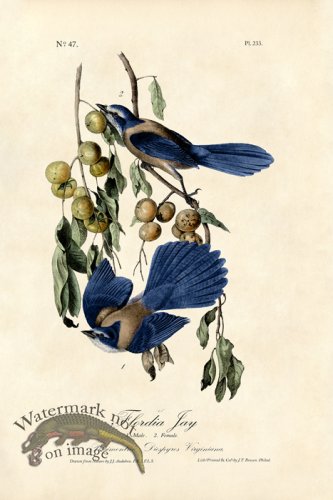 (image for) Flordia Jay