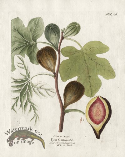 (image for) Common Fig