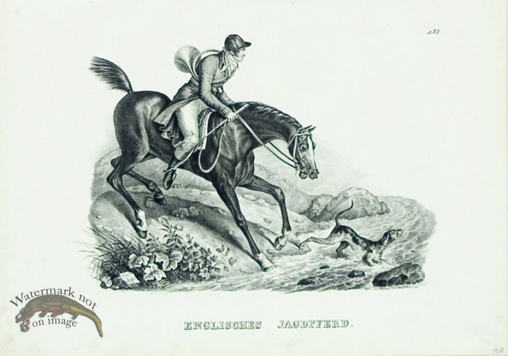 (image for) English Horse