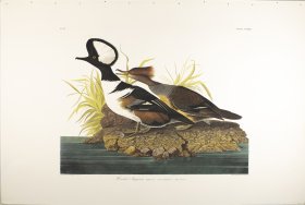 Hooded Merganser