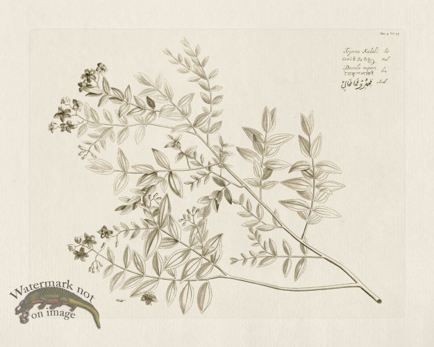 (image for) HORTUS VOL 04 44