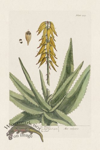(image for) BEE 229 The Common Aloes