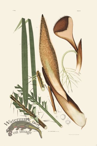 (image for) Rodrigues Palm Front 053