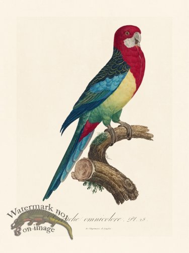 (image for) Barraband Parrot 028