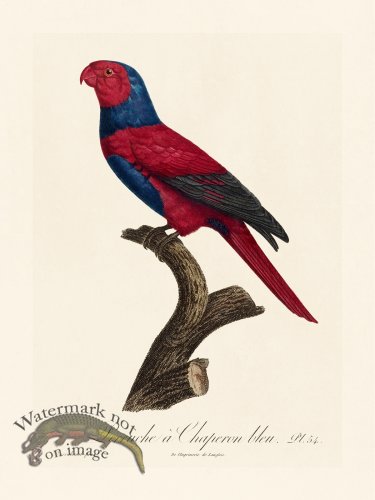 (image for) Barraband Parrot 054