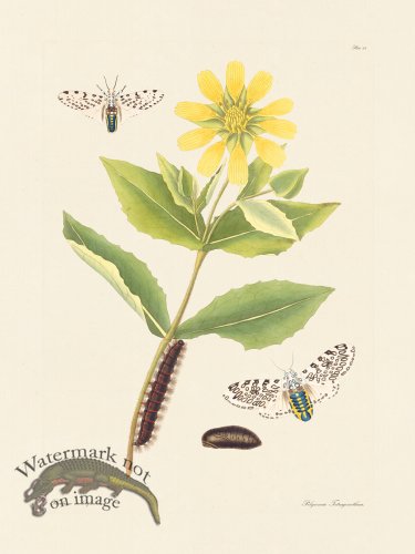 (image for) Abbot Butterfly 069
