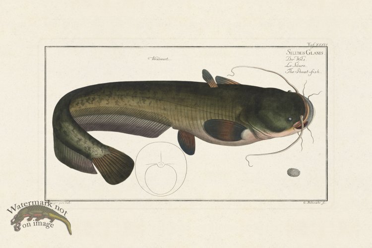 (image for) BLOCH FISH 034