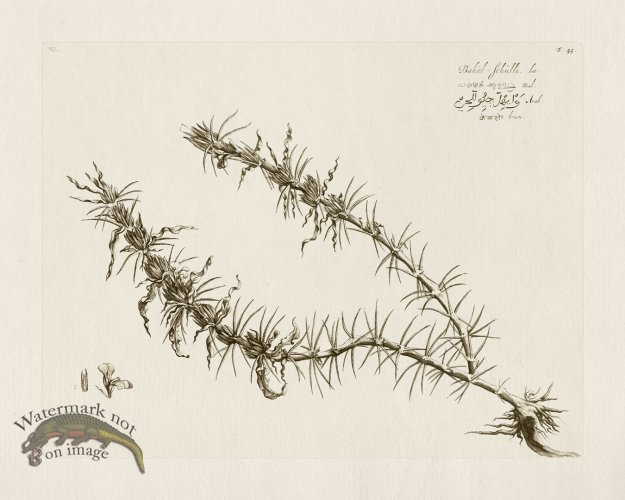 (image for) HORTUS VOL 02 45